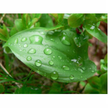 Gotas de agua en la hoja verde esculturas fotográficas