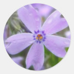 Gotas de agua en Phlox del arrastramiento Etiquetas
