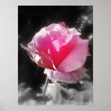 gotas de agua en un color de rosa rosado poster