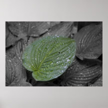Gotas de lluvia en Hosta Poster