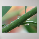 Gotas de lluvia posters