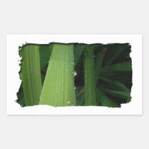 Gotas del agua en hierba rectangular pegatina