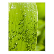 gotitas de agua en la hoja tarjeta postal