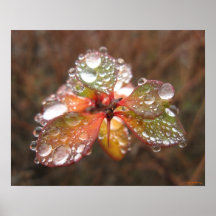 Gotitas del otoño impresiones