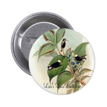Gould - colibrí del Nieve-Casquillo Pin