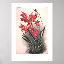 Gouldiana del Laelia Posters