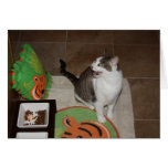 Gracey el tigre más minúsculo en su dieta felicitacion 