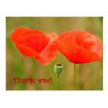 Gracias - las amapolas rojas brillantes postales