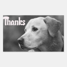 Gracias pegatina del perro de perrito del labrador