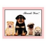 Gracias postal de los perritos