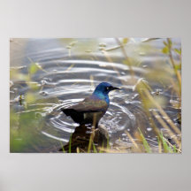 Grackle púrpura impresiones