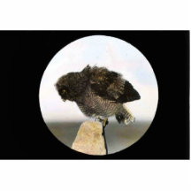 Gran búho de cuernos joven escultura fotografica