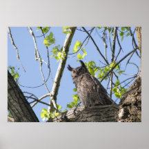 Gran búho de cuernos posters