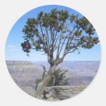 Gran Cañón, pegatina del sur del árbol del borde