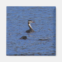 Gran Grebe con cresta Iman De Nevera