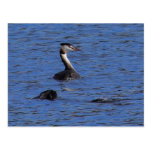 Gran Grebe con cresta Postales