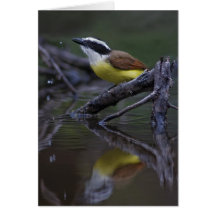 Gran Kiskadee (sulphuratus de Pitangus) Tarjeta