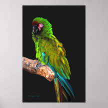 Gran Macaw verde Poster