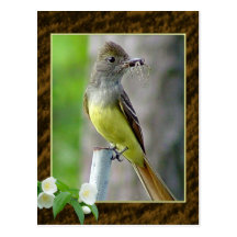 Gran postal con cresta 2 del Flycatcher
