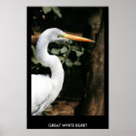 Gran poster blanco del Egret, impresión