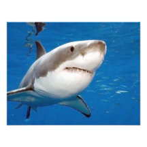 Gran tiburón blanco comunicados personales 