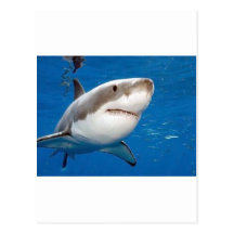Gran tiburón blanco tarjetas postales