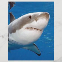 Gran tiburón blanco tarjeton