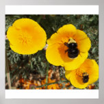 Grande manosee la abeja Bob en la amapola de Calif Posters