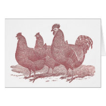 granja de pollos sRed de Plymouth Rock del gallo y Felicitaciones
