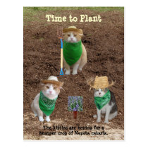 Granjeros del gato que plantan el Catmint. tarjetas postales