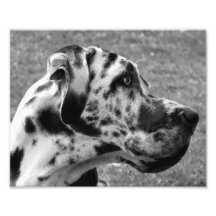 GREAT DANE COJINETE