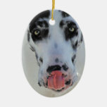 Great dane - Harlequin - mi lengua toca mi nariz Ornato