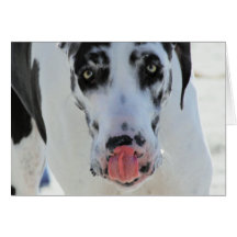 Great dane - Harlequin - mi lengua toca mi nariz Tarjetas