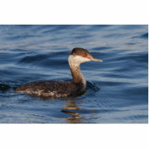Grebe de cuernos escultura fotografica