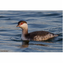 Grebe de cuernos escultura fotografica