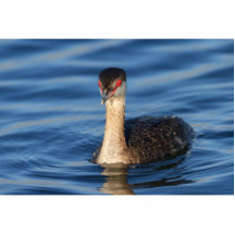 Grebe de cuernos esculturas fotograficas