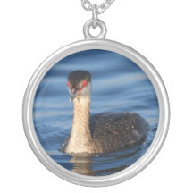 Grebe de cuernos grimpola