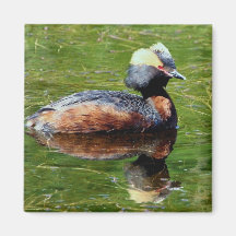 Grebe de cuernos imán de frigorifico
