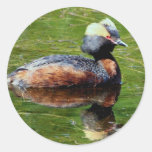 Grebe de cuernos pegatinas  
