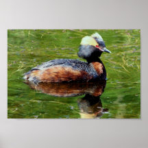 Grebe de cuernos posters