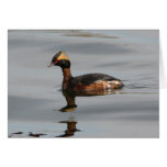 Grebe de cuernos tarjeta