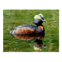 Grebe de cuernos tarjeta postal