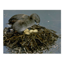 Grebe De varios colores-cargado en cuenta con la j Tarjetas Postales