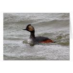 Grebe espigado tarjeta