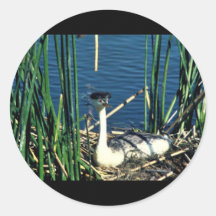 Grebe occidental pegatina