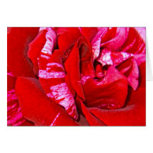 greeting card red-white rose karte