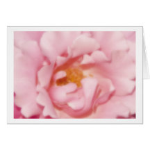 greeting card rose pink karte