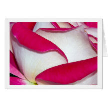 greeting card rose red white grußkarten