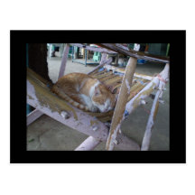 Greetingcard soñoliento del gato postal