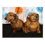 Gretchen y alces - Dachshund -2 Tarjeta Postal